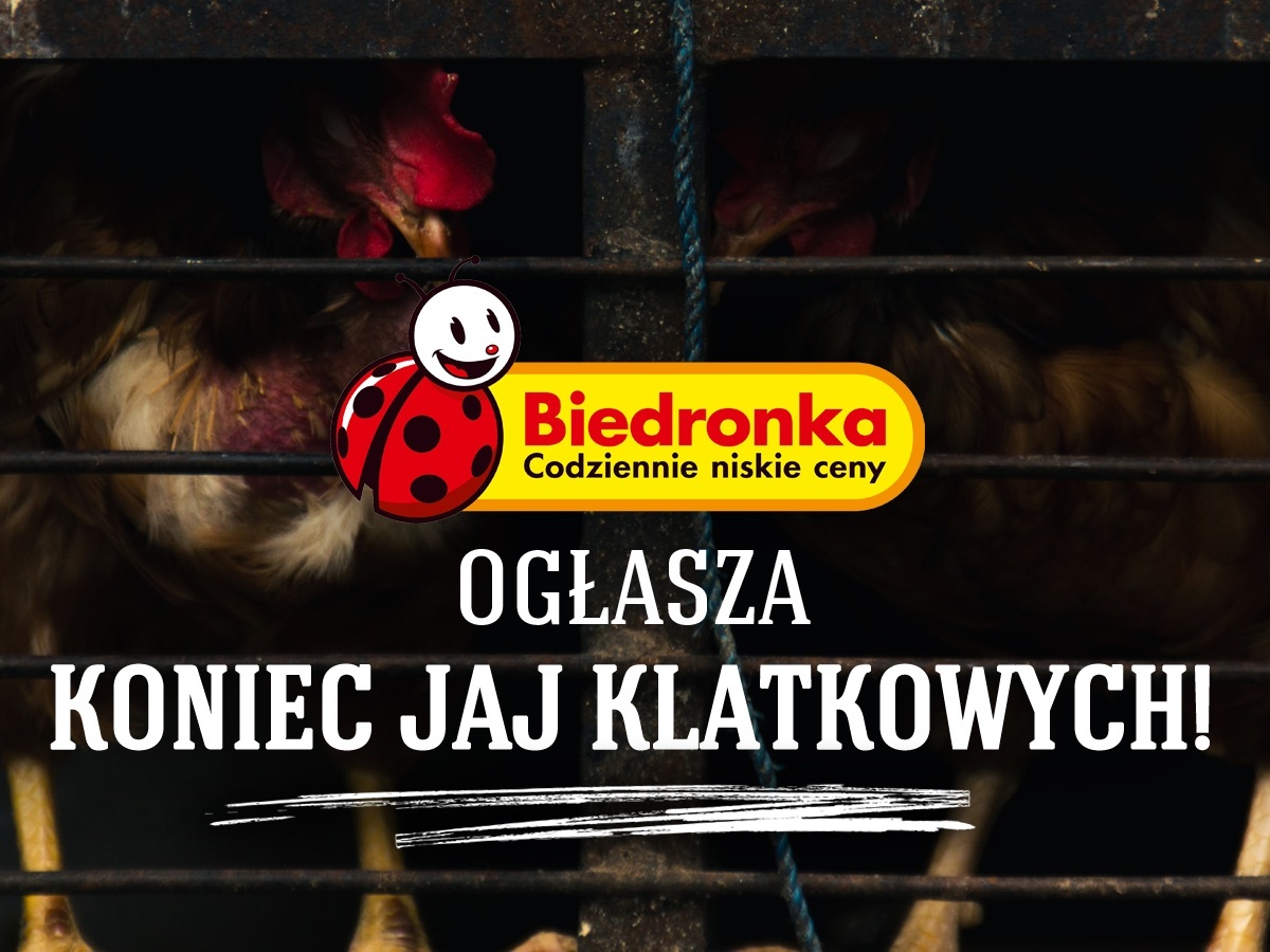 jaja z chowu klatkowego w Biedronce - od 1 stycznia będą wycofywane, a od 2022 całkowicie znikną