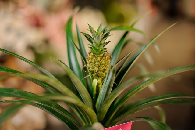 Jak zasadzić i hodować ananasa?