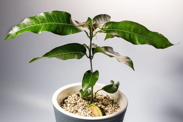 Jak zasadzić i wyhodować mango?