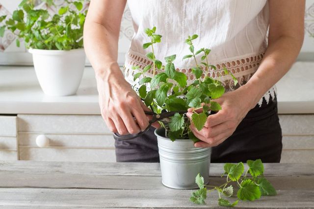 Uprawa mięty w doniczce – jak ją sadzić, rozmnażać i jak o nią dbać?
